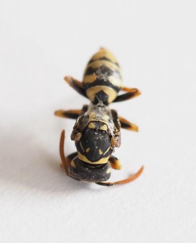 Réf. 232 201 : Polistes dominula